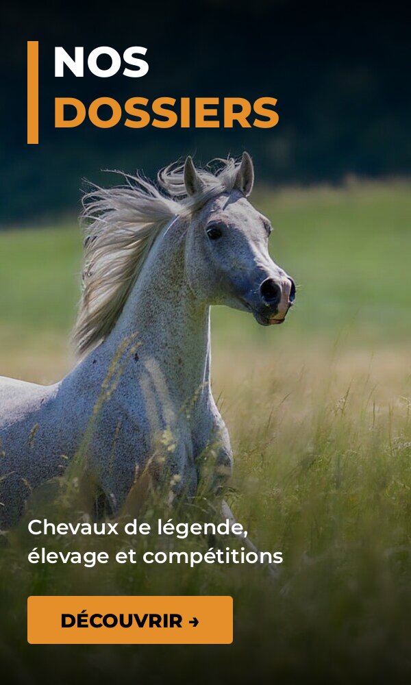 Nos dossiers : chevaux de légende, élevage et compétitions